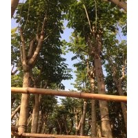 火焰木供應(yīng)