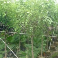 臘腸樹供應(yīng)黃花臘腸