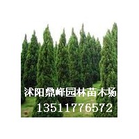 出售:迎春，龍柏，紅葉小檗、金葉女貞