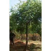 供應欒樹、南欒、北欒、裸根截干欒樹、欒樹苗