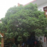 供應(yīng)桂花、金桂、銀桂、八月桂、叢生桂花