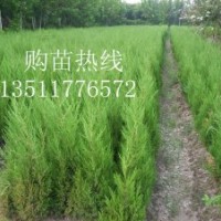 供應(yīng):龍柏，蜀檜，檜柏，塔柏，龍柏苗