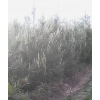 秋季苗木油松,云杉