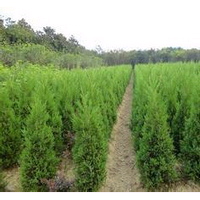 現(xiàn)貨供應(yīng)優(yōu)質(zhì)塔柏