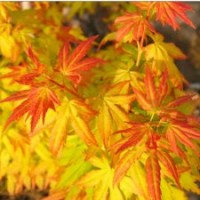 日本紅楓橙之夢 紅楓圖片 紅楓新品 收購紅楓 紅楓小苗