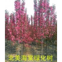 高原之火海棠，山楂苗，柿子苗，板栗苗