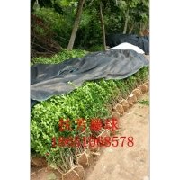 沭陽(yáng)扶芳藤行情、沭陽(yáng)扶芳藤基地、沭陽(yáng)供應(yīng)扶芳藤、沭陽(yáng)賣扶芳藤