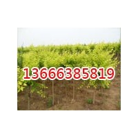 山東毛白楊基地/山東毛白楊價格/山東毛白楊批發(fā)