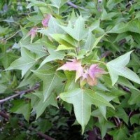 馬褂木價格，棕櫚價格，龍柏價格