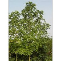 高桿女貞價(jià)格，紫薇價(jià)格，臭椿價(jià)格