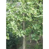 三角楓價(jià)格，龍柏價(jià)格，香樟價(jià)格