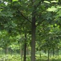 供應(yīng)大量馬褂木，馬褂木苗，紫荊，紫荊苗，國槐，國槐苗