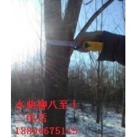 大量云杉密枝三米至六米