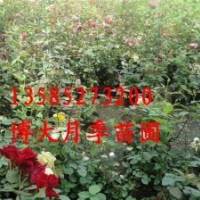 爬墻梅、薔薇、黃刺梅.紅天竹 ,紫薇、紅葉李
