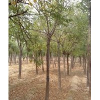 國槐白蠟苗木基地