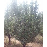 金玉苗木長期供應(yīng)京紅海棠樹