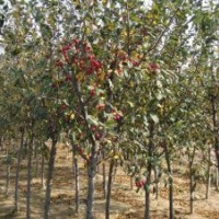 紅寶石海棠5-6CM、北美海棠5-6CM、光輝海棠5cm