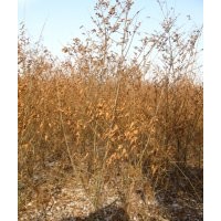 供應(yīng)金葉榆叢生苗