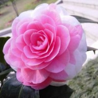 【七仙女】茶花 綠植園藝 鮮花盆栽 陽臺庭院花卉 種子花盆多色花