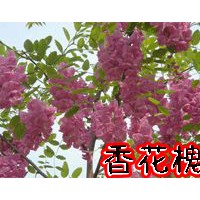 青州香花槐
