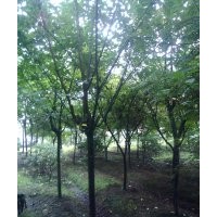 四川櫻花 四川晚櫻供應(yīng) 四川高桿櫻花