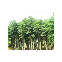 山東毛白楊什么價格,山東白蠟什么價格,山東大規(guī)格毛白楊價格