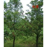 四季常青杜英供應(yīng)/南京杜英價(jià)格