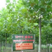 處理河北法桐12公分法桐價(jià)格