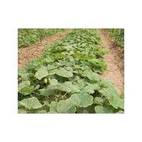 黃楊苗木、連翹苗木、南瓜苗木、速生國槐苗木、櫻桃苗木、玉蘭苗