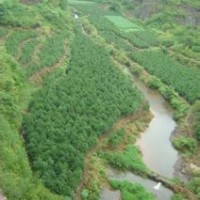 供應(yīng)獨桿冬青球地徑3--4冠幅80-120