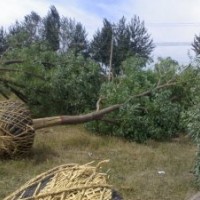 15公分國(guó)槐價(jià)格 15公分國(guó)槐 15公分國(guó)槐樹(shù)基地