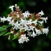 糯米條，糯米條價格