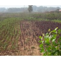 青島紫葉李樹苗