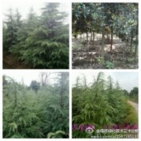 大量雪松廣玉蘭白玉蘭紅葉石楠女貞等