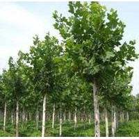 法桐北半球的溫帶地區(qū)梧桐樹