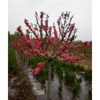 供應(yīng)碧桃，櫻花，白皮松