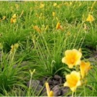 小葉黃楊、劍麻