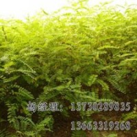 河北火炬樹(shù)廠家，火炬樹(shù)價(jià)格