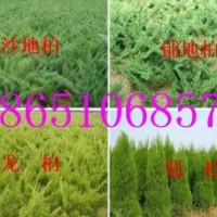 江蘇蜀檜基地、江蘇哪蜀檜價格、到哪買蜀檜、哪里蜀檜便宜、哪里