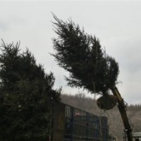 常年大量售油松蒙古櫟五角楓白樺刺槐山杏山楂銀杏白皮松云杉白蠟