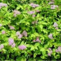 紅王子錦帶、猥實、棣棠、朝鮮黃楊、繡線菊