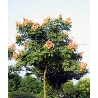 紅豆杉價格,樟子松價格,黃山欒價格,核桃價格,龜甲冬青價格表