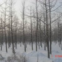 供應(yīng)銀杏苗木