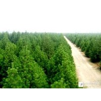 供應(yīng)3-6米雪松