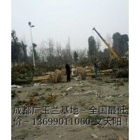 供應(yīng)成都廣玉蘭,廣玉蘭價(jià)格,廣玉蘭種植基地