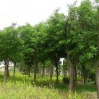 20公分國槐價(jià)格 22公分國槐價(jià)格