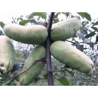 木瓜海棠，木瓜苗