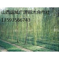 柳樹(shù)出售、3、4、5公分垂柳、張和柳大量低價(jià)優(yōu)惠供應(yīng)