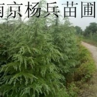 雪松廣玉蘭白玉蘭大葉女貞：