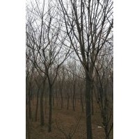 5-8公分國(guó)槐